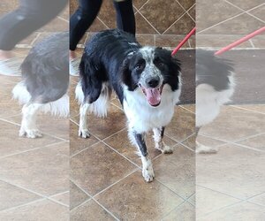 Border Collie Dogs for adoption in Martinsburg, WV, USA