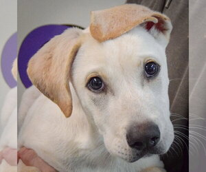 Pointer-Unknown Mix Dogs for adoption in Huntley, IL, USA