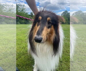 Collie Dogs for adoption in Chantilly, VA, USA