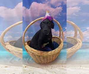 Catahoula Leopard Dog-Labrador Retriever Mix Dogs for adoption in Sanford, FL, USA