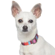 Chihuahua Dogs for adoption in West Hollywood, CA, USA