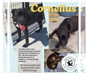 Labrador Retriever-Unknown Mix Dogs for adoption in Crystal, MN, USA