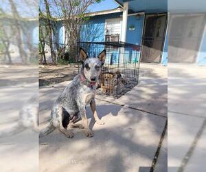 Mutt Dogs for adoption in San Antonio, TX, USA