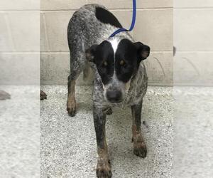 Mutt Dogs for adoption in Conroe, TX, USA