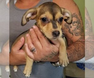 Chiweenie Dogs for adoption in Royal Palm Beach, FL, USA