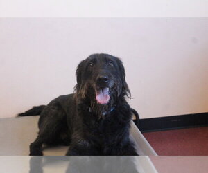 Labrador Retriever-Unknown Mix Dogs for adoption in Chestertown, MD, USA