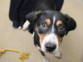 American Pit Bull Terrier-Black and Tan Coonhound Mix Dogs for adoption in Fort Wayne, IN, USA
