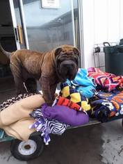 Chinese Shar-Pei Dogs for adoption in Midway City, CA, USA