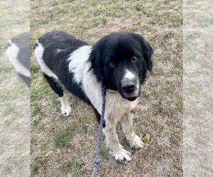Great Pyrenees-Unknown Mix Dogs for adoption in Williamsburg, IA, USA