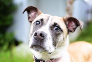  Dogs for adoption in Ferndale, WA, USA