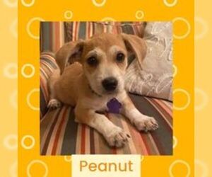 Mutt Dogs for adoption in Littleton, CO, USA