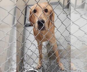 Labrador Retriever-Unknown Mix Dogs for adoption in Anchorage, AK, USA