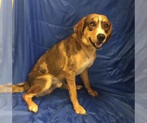 Treeing Walker Coonhound Dogs for adoption in Show Low, AZ, USA
