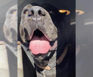 Mutt Dogs for adoption in HESPERIA, CA, USA