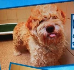 Lhasa-Poo Dogs for adoption in Dallas, TX, USA