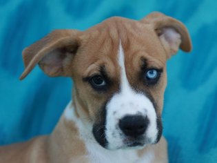 Medium Photo #1 Boxer-Unknown Mix Puppy For Sale in Cookeville, TN, USA
