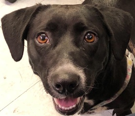 Cardigan Welsh Corgi-Labrador Retriever Mix Dogs for adoption in Orange, CA, USA