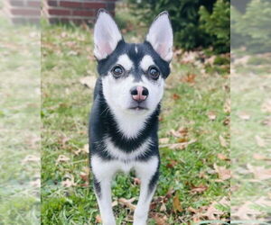 Alaskan Klee Kai Dogs for adoption in Matawan, NJ, USA