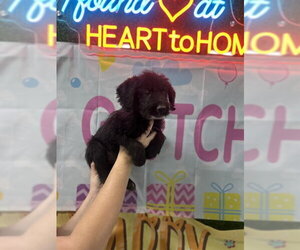 Medium Photo #1 Poodle (Standard)-Unknown Mix Puppy For Sale in Temple, TX, USA