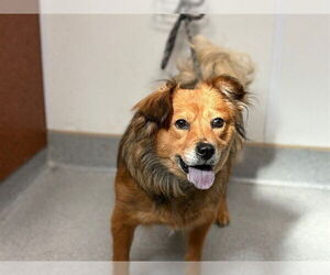 Australian Shepherd-Chow Chow Mix Dogs for adoption in Rancho Cucamonga, CA, USA