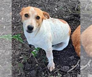 Rat Terrier-Unknown Mix Dogs for adoption in San Antonio, TX, USA