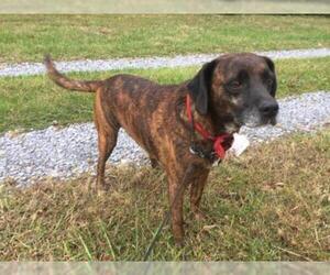 Bogle Dogs for adoption in Union, WV, USA