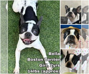 Boston Terrier Dogs for adoption in Seattle, WA, USA