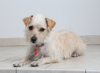 Medium Photo #4 Mutt Puppy For Sale in Eden Prairie, MN, USA