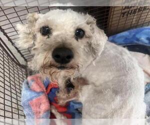 Poodle (Miniature)-Unknown Mix Dogs for adoption in San Bernardino, CA, USA