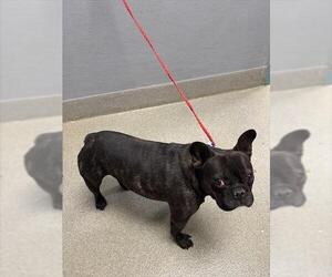 French Bulldog-Unknown Mix Dogs for adoption in Las Vegas, NV, USA