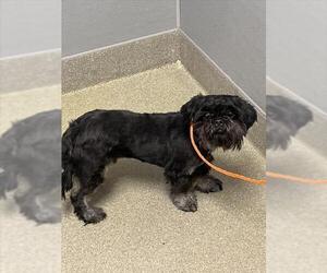 Miniature Schnauzer-Shih Tzu Mix Dogs for adoption in Las Vegas, NV, USA