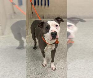 Mutt Dogs for adoption in Conroe, TX, USA