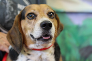 Beagle Dogs for adoption in Fresno, CA, USA