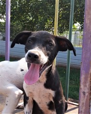 Lab-Pointer Dogs for adoption in Guthrie, OK, USA