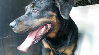 Medium Photo #1 Rottweiler Puppy For Sale in Fairfield, CA, USA