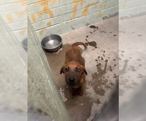 Rhodesian Ridgeback Dogs for adoption in Stockton, CA, USA