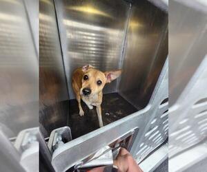Chihuahua-Unknown Mix Dogs for adoption in San Antonio, TX, USA