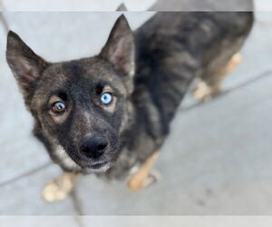 Mutt Dogs for adoption in Tulsa, OK, USA