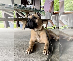 Presa Canario Dogs for adoption in Uwchlan, PA, USA