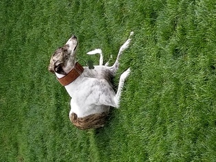 Small Greyhound