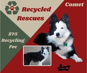 Border Collie Dogs for adoption in Lindsay, CA, USA