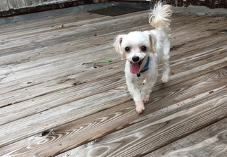 Maltese Dogs for adoption in Tallahassee, FL, USA