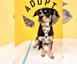 Daug Dogs for adoption in Missouri City, TX, USA