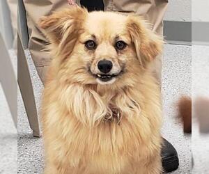Pomeranian Dogs for adoption in Galax, VA, USA