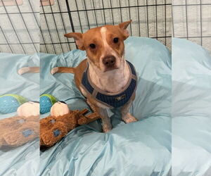 Chihuahua-Unknown Mix Dogs for adoption in Royal Palm Beach, FL, USA