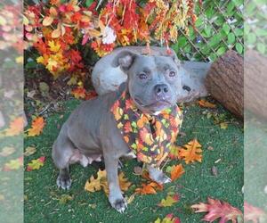 Mutt Dogs for adoption in Oklahoma City, OK, USA