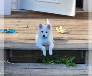 American Eskimo Dog Dogs for adoption in Glen Haven, WI, USA