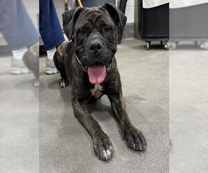 Mutt Dogs for adoption in Forestville, MD, USA