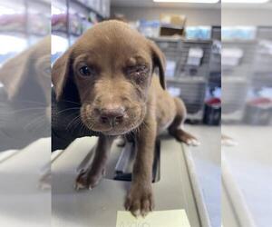 Labrador Retriever-Unknown Mix Dogs for adoption in Stockton, CA, USA