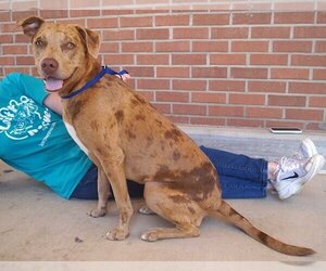 Catahoula Leopard Dog Dogs for adoption in Carrollton, TX, USA